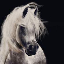 White Horse Illustration